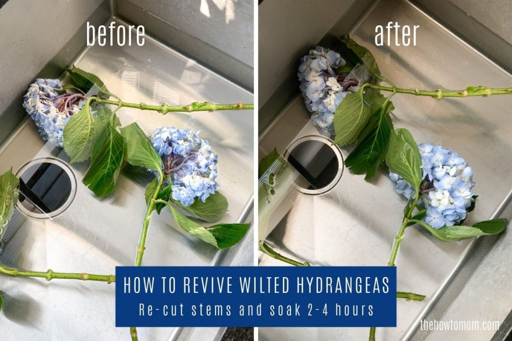 before and after pf wilted hydrangeas soaked in a sink full of water