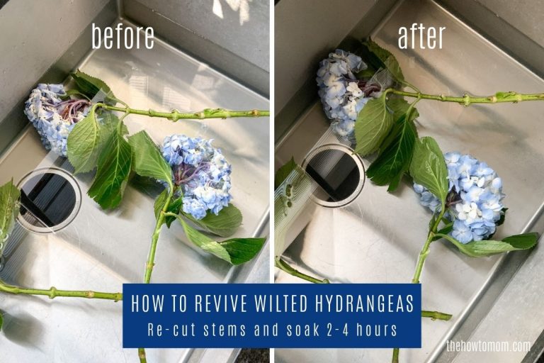 How to Revive Wilted Hydrangeas Guaranteed! • The How To Mom