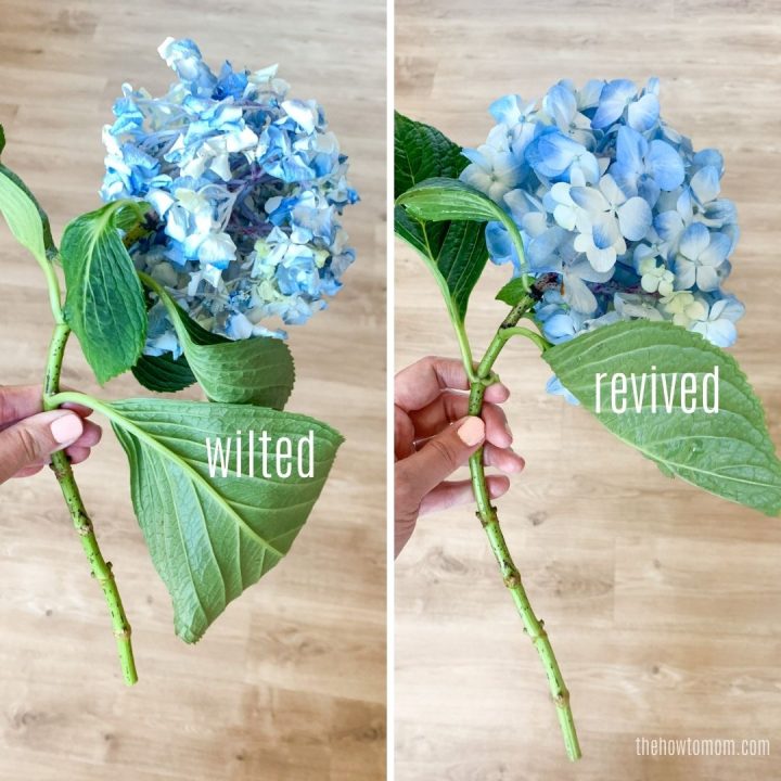 wilted and revived hydrangea blooms