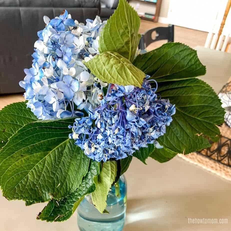 How to Revive Wilted Hydrangeas Guaranteed! • The How To Mom
