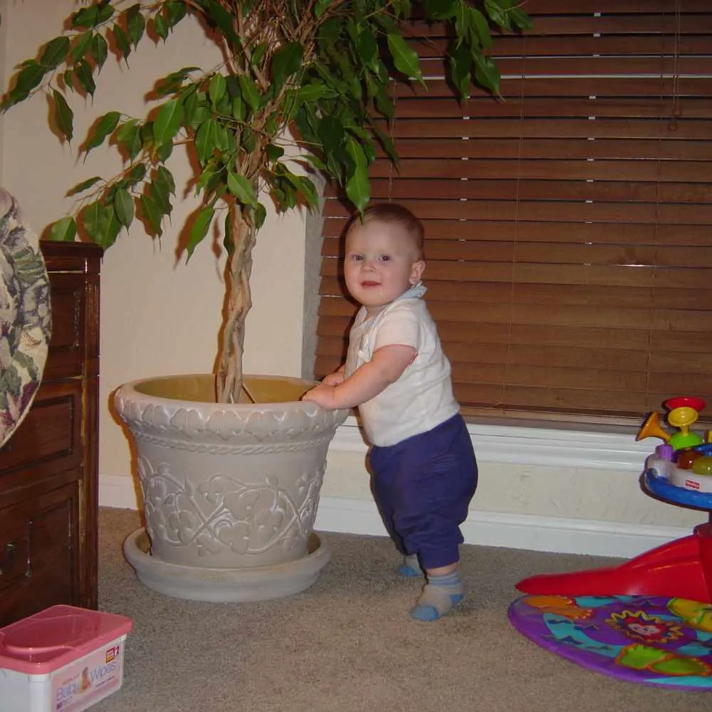 Toddler not minding after being told not to touch indoor plant.