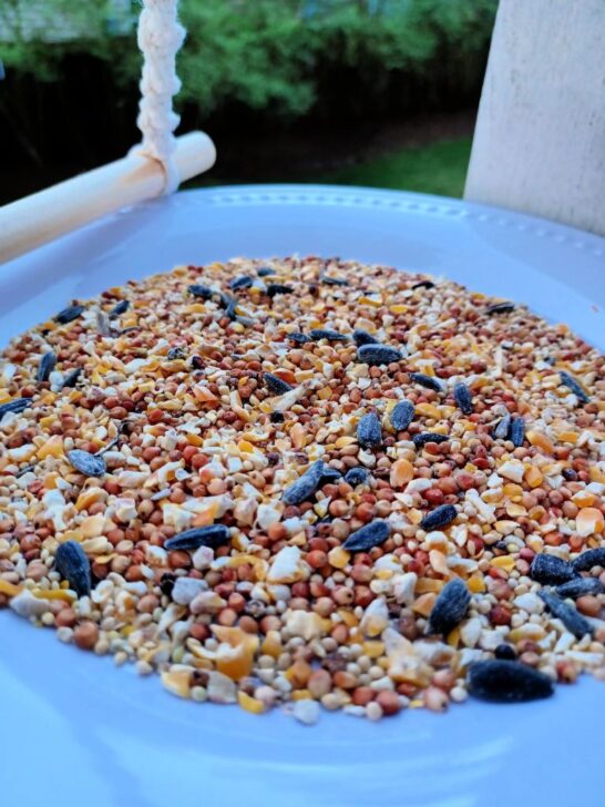 DIY Dollar Tree Bird Feeder Craft The How To Mom